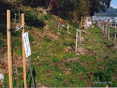 桜苗木植樹