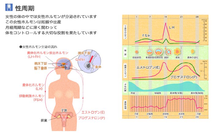 性周期