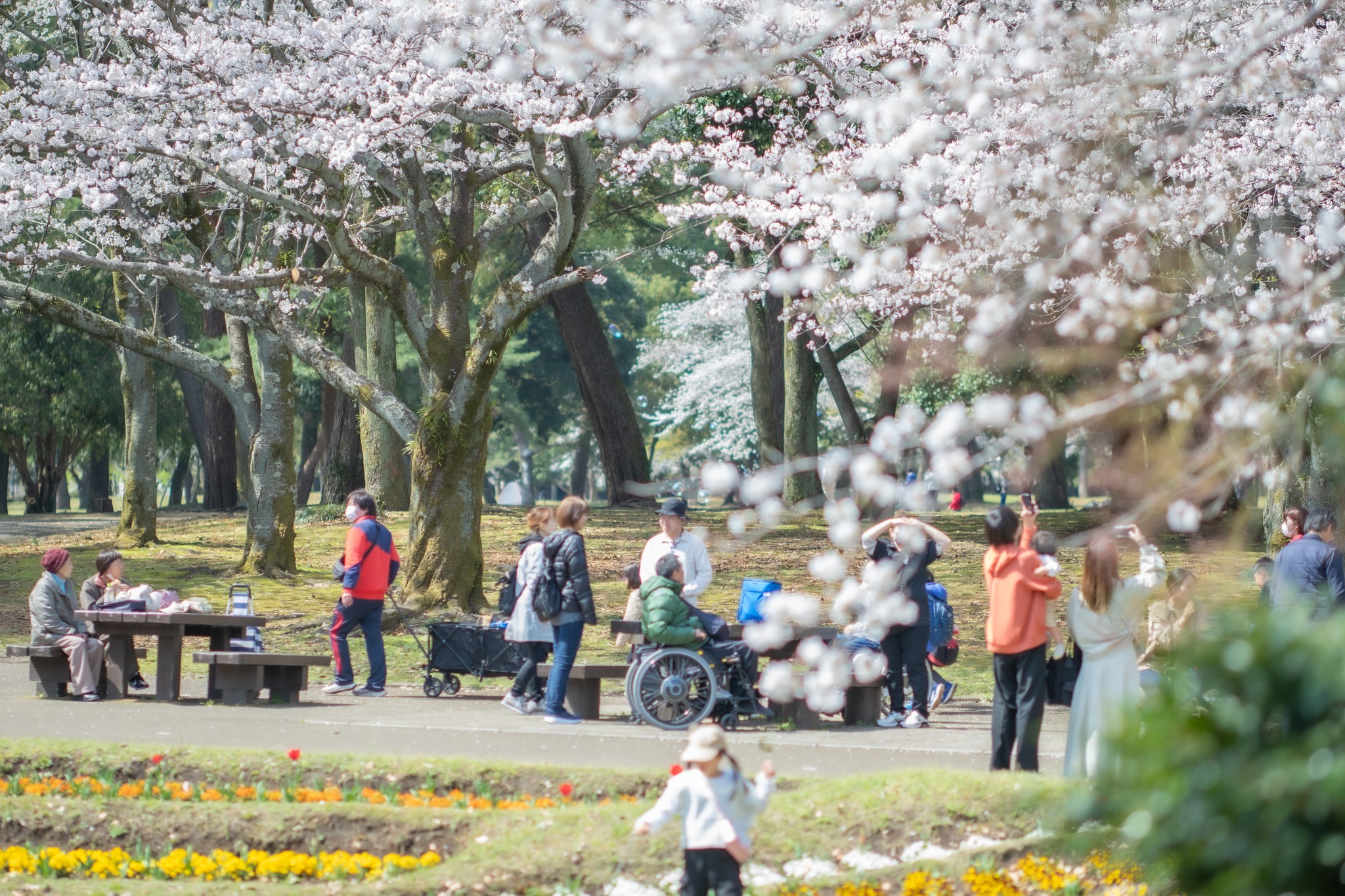 2025.03.29 別府公園にて毎年恒例のお花見会を開催いたしました!(^^)!